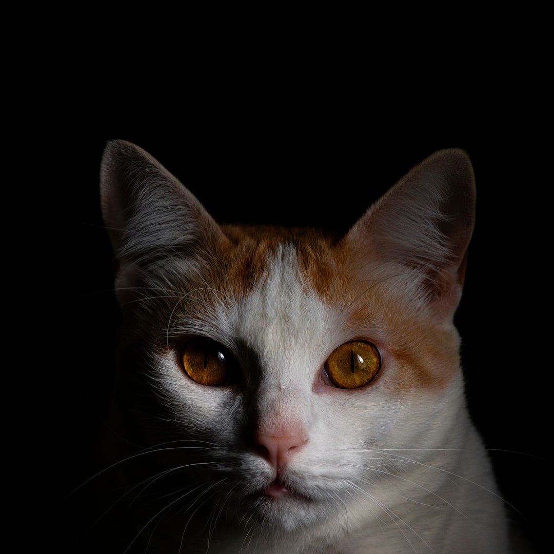 Kedi bakışı