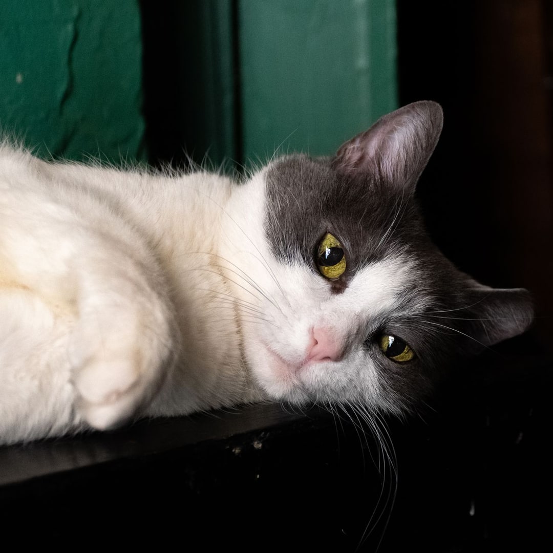 Klavyedeki kedi