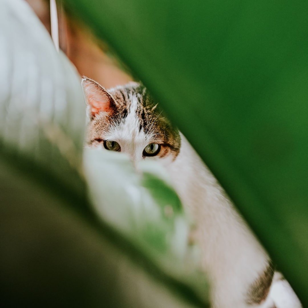 Kutudaki kedi
