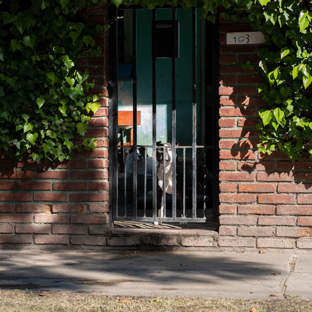 Kapıda köpek