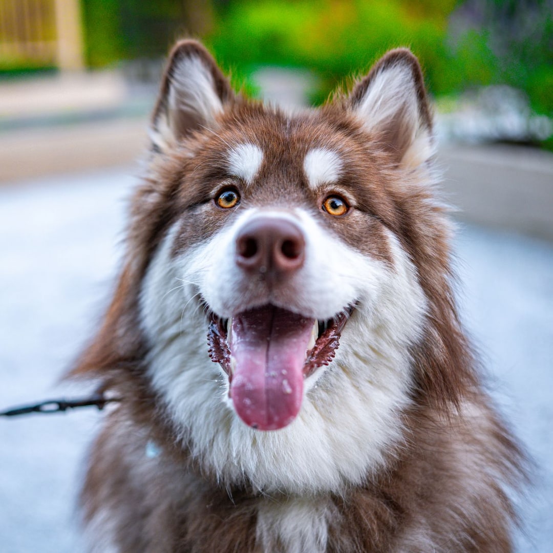 Sevimli köpek