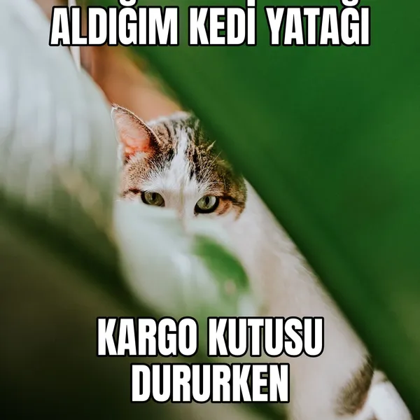 Pahalı kedi yatağı