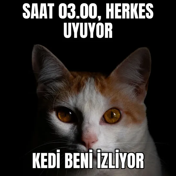 Gece üçte kedi