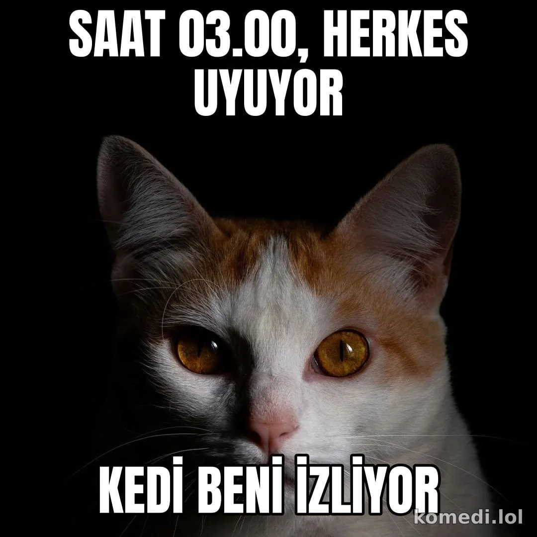 Gece üçte kedi